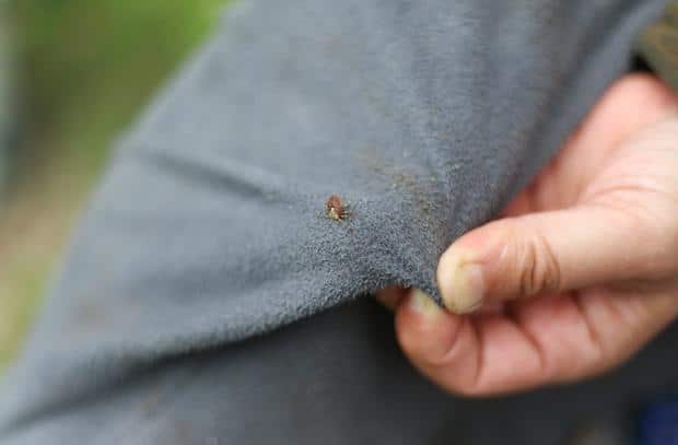 Maladie de Lyme : le retour des tiques en 2026