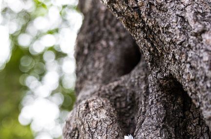 Les lieux porte-bonheur : l'arbre du Jardin botanique de Montpellier